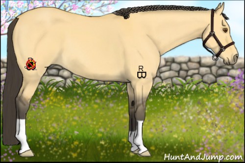 Horse Color:Buckskin Dun 