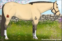 Horse Color:Buckskin Dun