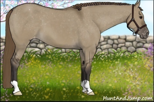 Horse Color:Smoky Grullo Appaloosa 