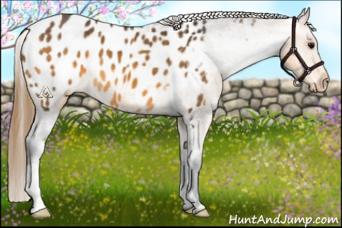 Horse Color:Buckskin Appaloosa 