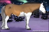 Horse Color:Buckskin Splash 