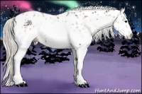 Horse Color:White Spotted Silver Bay Onyx Appaloosa Rabicano