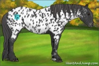 Horse Color:Black Appaloosa Rabicano 