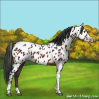 Horse Color:Bay Tobiano Appaloosa 