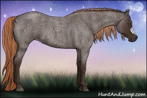 Horse Color:Liver Red Roan 