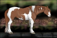 Horse Color:Chestnut Sabino Tobiano 