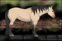 Horse Color:Bay Dun