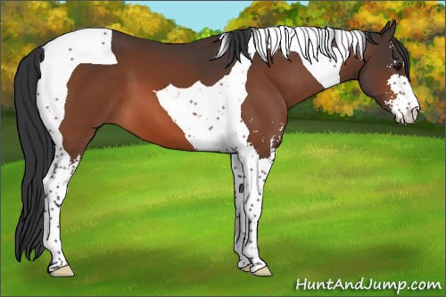 Horse Color:Bay Sabino Tobiano