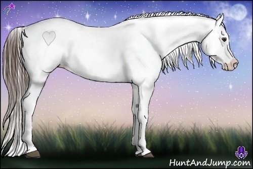 Horse Color:Liver Chestnut Appaloosa