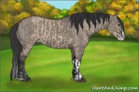 Horse Color:Bay Dun Sabino Splash and Grullo Sabino Splash