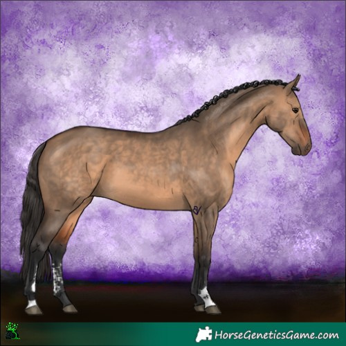 Horse Color:Brown Dun Sabino