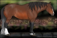 Horse Color:Bay Sabino Rabicano 
