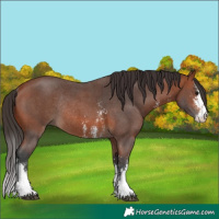 Horse Color:Bay Sabino Rabicano 