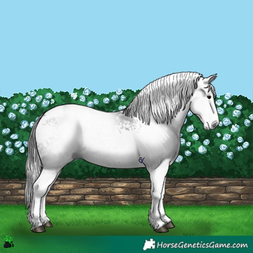 Horse Color:Gray White Spotted Black Tobiano