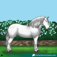 Horse Color:Gray White Spotted Black Tobiano 