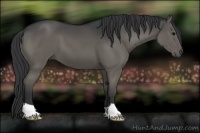 Horse Color:Grullo 
