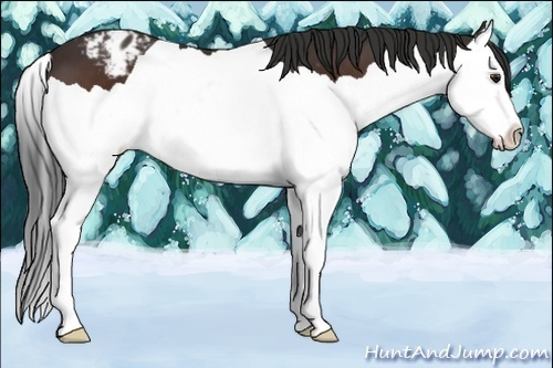 Horse Color:Brown Splash Appaloosa 