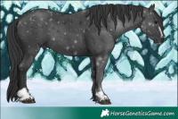 Horse Color:Black Sabino
