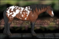 Horse Color:Brown Appaloosa Rabicano 
