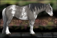 Horse Color:White Spotted Grullo 