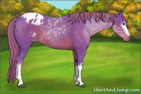 Horse Color:Watercolor White Spotted Liver Chestnut Sabino Appaloosa 