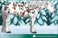 Horse Color:Bay Sabino Appaloosa
