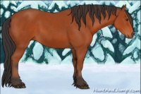Horse Color:Brown Rabicano