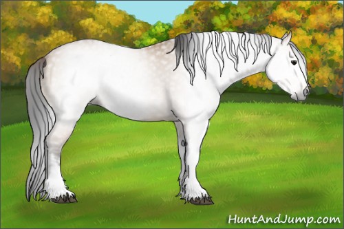 Horse Color:Gray Bay Dun Sabino 