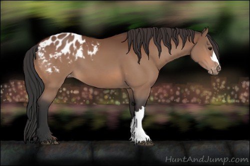 Horse Color:Bay Appaloosa 