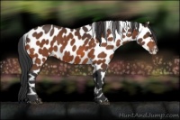 Horse Color:Bay Near Leopard 