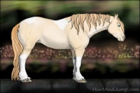 Horse Color:Buckskin Pearl Tobiano 