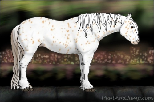 Horse Color:White Spotted Buckskin Leopard