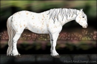 Horse Color:White Spotted Buckskin Leopard