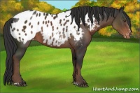 Horse Color:Liver Chestnut Sabino Appaloosa 
