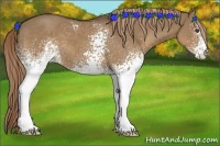 Horse Color:White Spotted Liver Red Dun