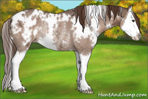 Horse Color:White Spotted Liver Chestnut Ice Splash Appaloosa Rabicano 