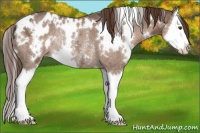 Horse Color:White Spotted Liver Chestnut Ice Splash Appaloosa Rabicano 