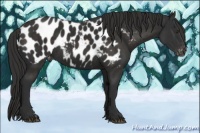 Horse Color:Liver Chestnut Appaloosa 