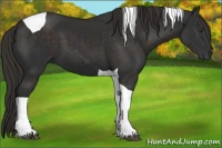 Horse Color:Liver Chestnut Tobiano 