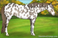 Horse Color:Liver Red Dun Sabino Appaloosa 