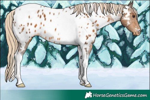 Horse Color:Chocolate Palomino Tobiano Appaloosa 