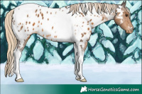 Horse Color:Chocolate Palomino Tobiano Appaloosa 