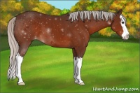 Horse Color:Silver Bay Sabino Splash Varnish 
