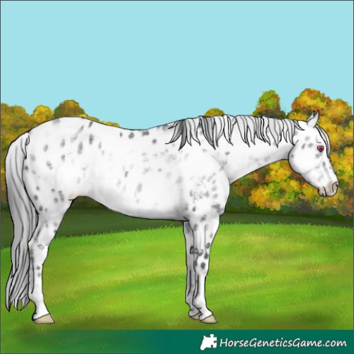 Horse Color:Brown Chinchilla Ice Sabino Appaloosa 