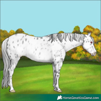 Horse Color:Brown Chinchilla Ice Sabino Appaloosa 