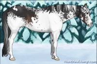 Horse Color:White Spotted Brown 