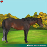Horse Color:Brown 