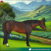 Horse Color:Bay 