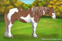 Horse Color:Chestnut Sabino Tobiano 