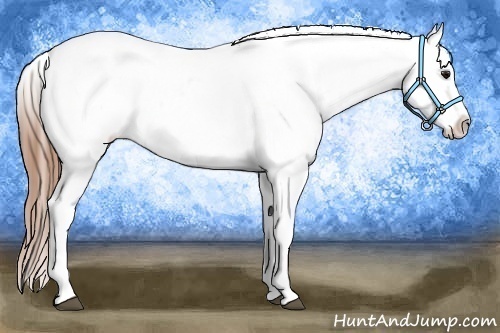 Horse Color:Grullo Roan Near Leopard
